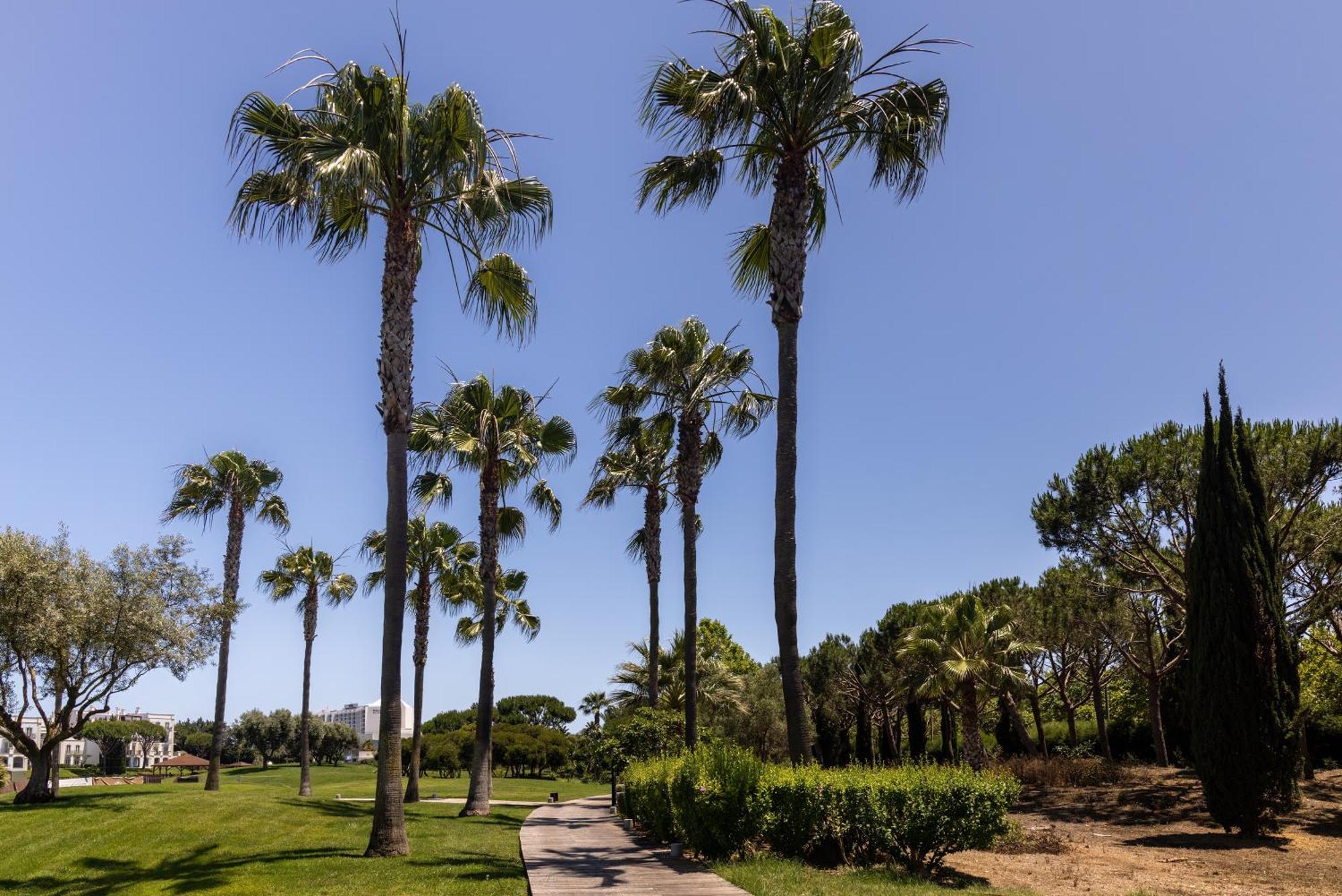 Domes Lake Algarve, Autograph Collection Vilamoura Eksteriør billede Palm trees in the park